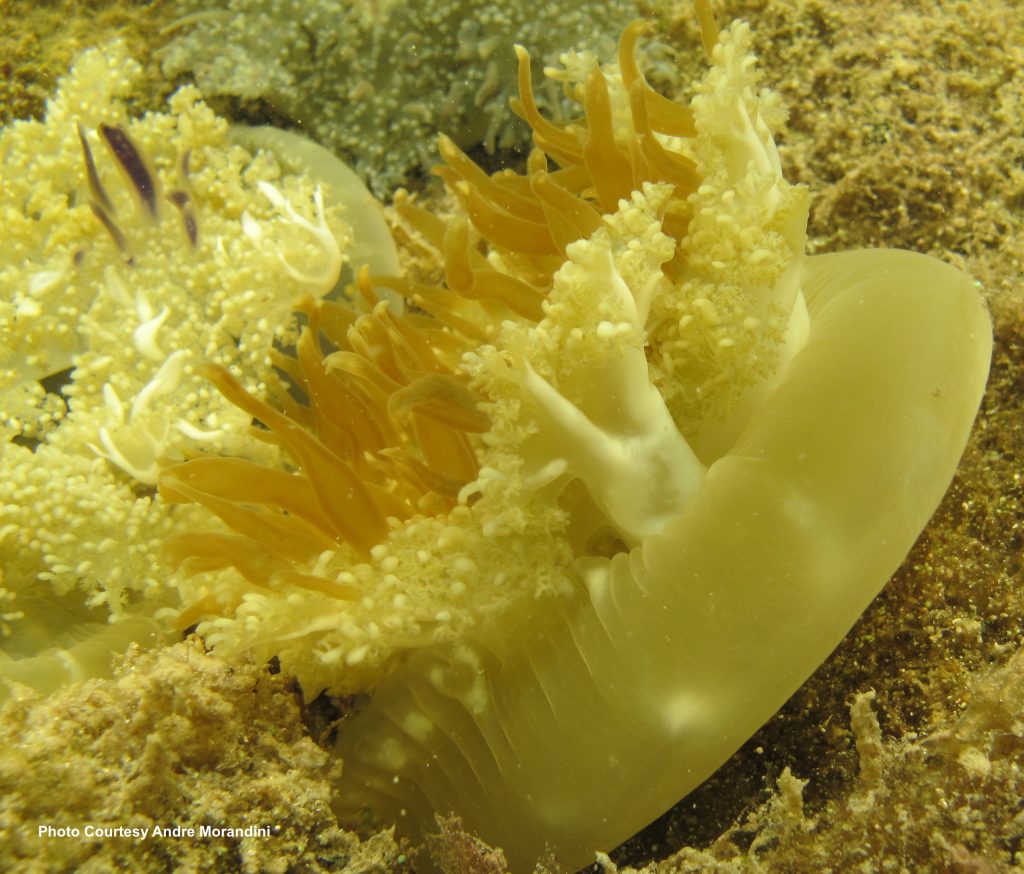 Upside Down Jellyfish in the Florida Keys