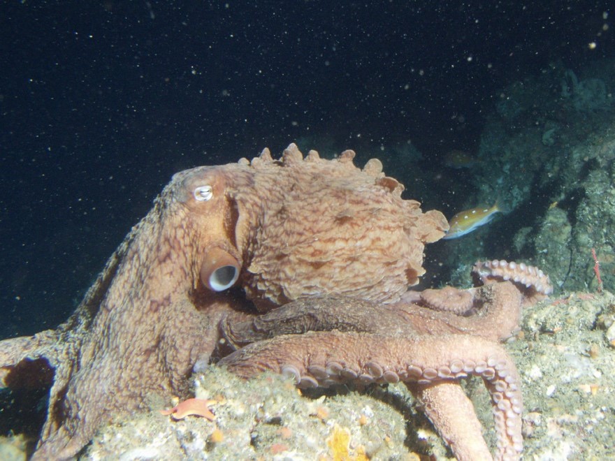 Sustainability octopus 
1: カリフォルニア州ポイントピノス沖の深さ65 メートルで撮影された北太平洋の巨大タコと知られているミズダコ（学名：Enteroctopus dofleini）